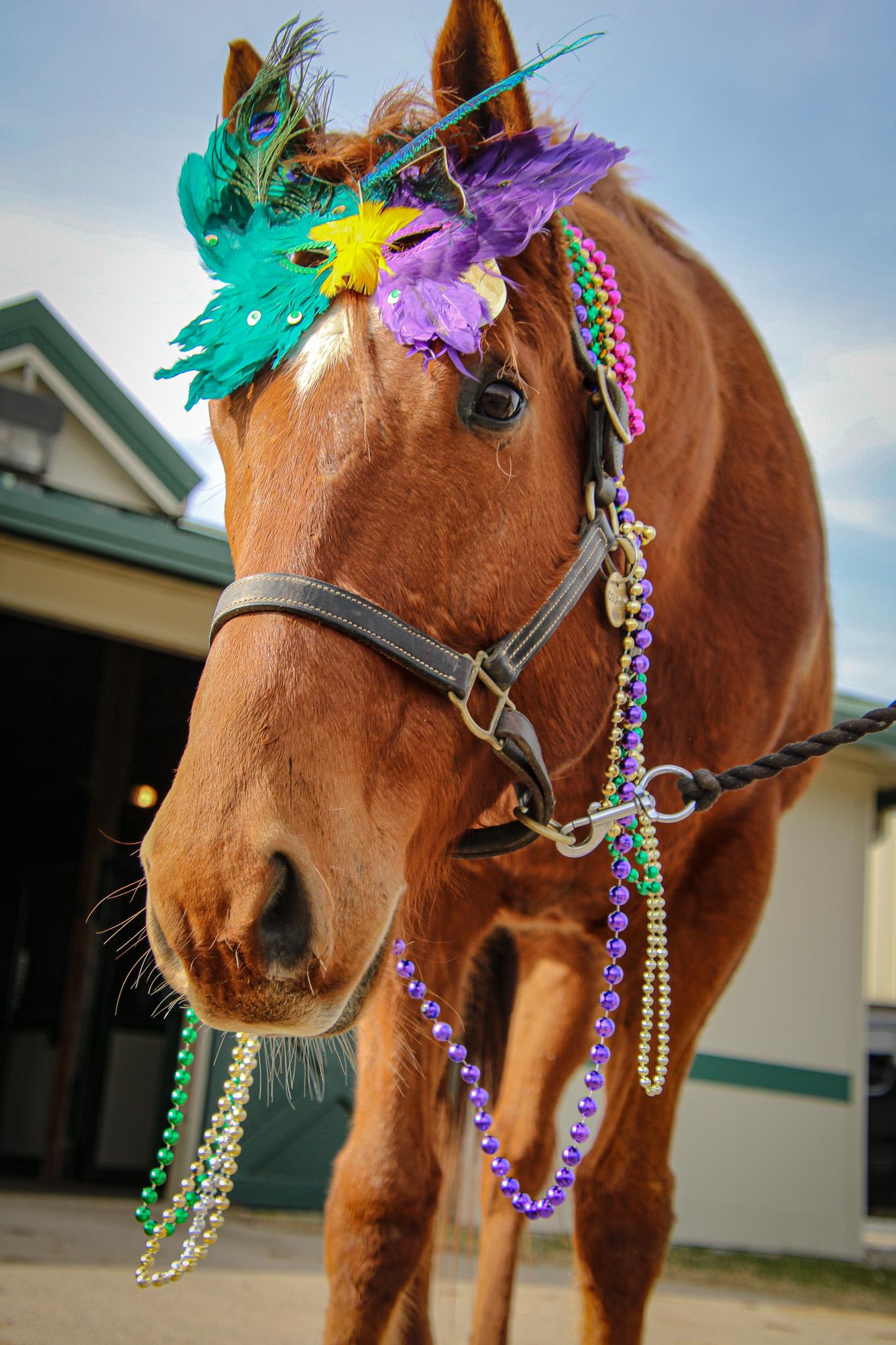 Courage, equine-assisted therapy, Central Kentucky Riding for Hope, America's Best Racing, horse racing, ABR